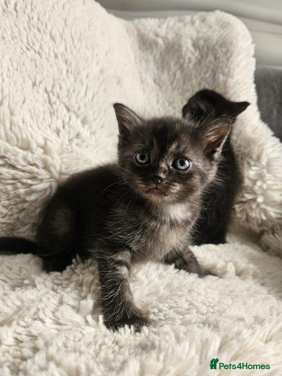 Burmese cats for sale: Beautiful Burmese x British kittens for sale 🤍  - Image 11
