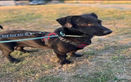 Mixed Breed dogs for adoption: Meet Morgan, currently residing in Surrey - Image 3