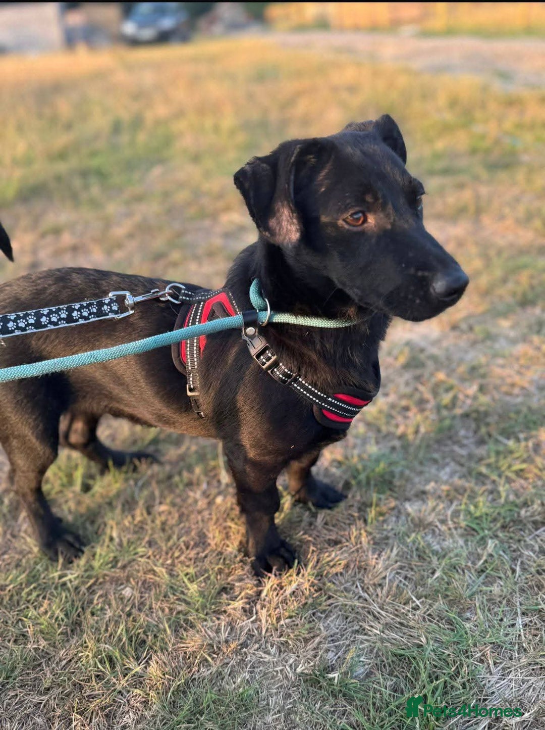 Mixed Breed dogs for adoption: Meet Morgan, currently residing in Surrey - Image 3