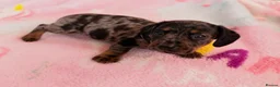 Mixed Breed dogs for sale: My beautiful Jack Russell X dachshund pups.  - Advert 12