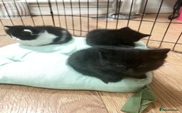 Mixed Breed cats for sale: Beautiful mixed bread kittens  - Image 9