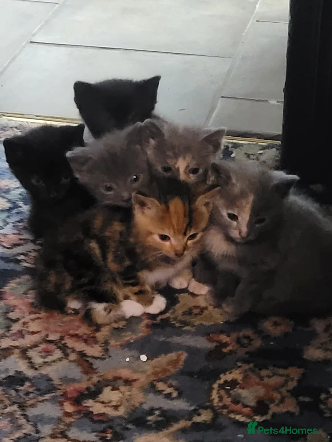 Domestic Shorthair cats for sale: 4 Kittens looking for new forever homes - Advert 19