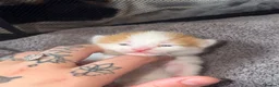 Mixed Breed cats for sale: 6 beautiful kittens  - Advert 4