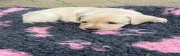 Labrador Retriever dogs for sale: STUNNING LABRADOR PUPPIES  - Advert 15