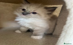 Ragdoll cats for sale: Meet Special Joy - Image 20