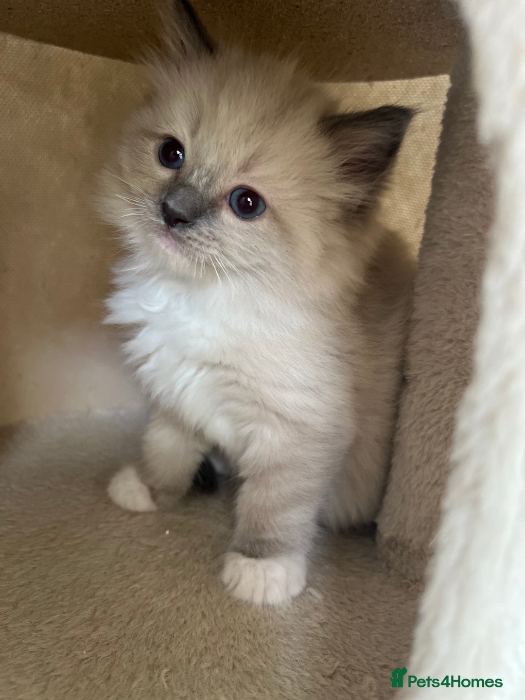 Ragdoll cats for sale: Meet Special Joy - Image 20