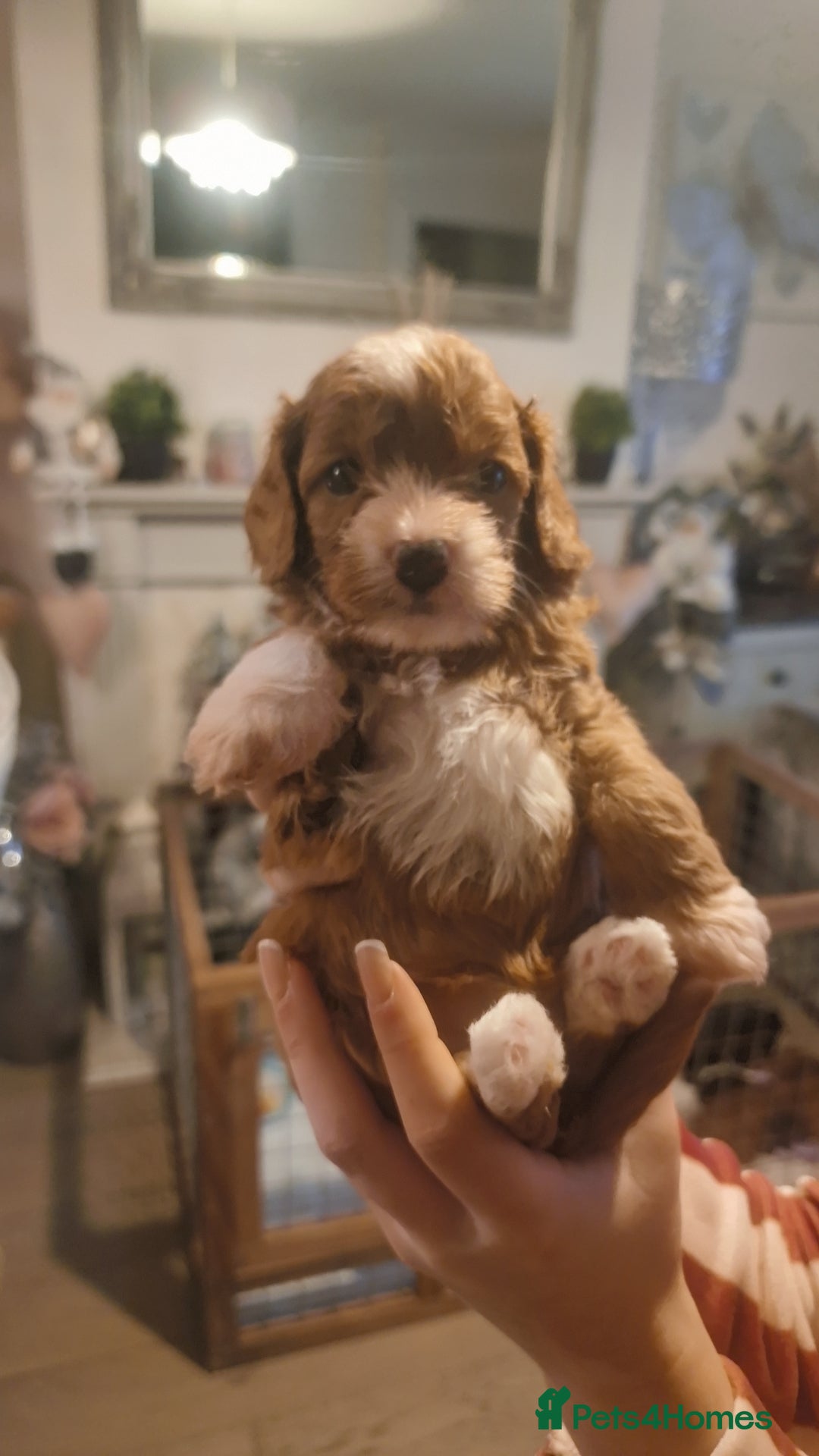 Cavapoo dogs for sale: Beautiful cavapoo puppies  - Advert 3