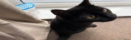 Mixed Breed cats for sale: Black Female Cat - Advert 2