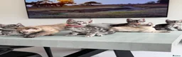 Bengal cats for sale: TICA Pedigree Bengals in Lynx and Silver Charcoal - Advert 8