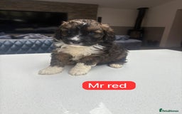 Saint Bernard dogs for sale: Outstanding Mini Saint Bernadoodle Puppies - Image 18