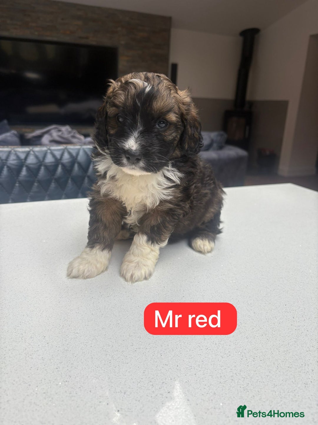 Saint Bernard dogs for sale: Outstanding Mini Saint Bernadoodle Puppies - Image 18