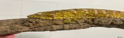 Gecko reptiles for sale: Collection of leachie geckos  in Warwick - Advert 4