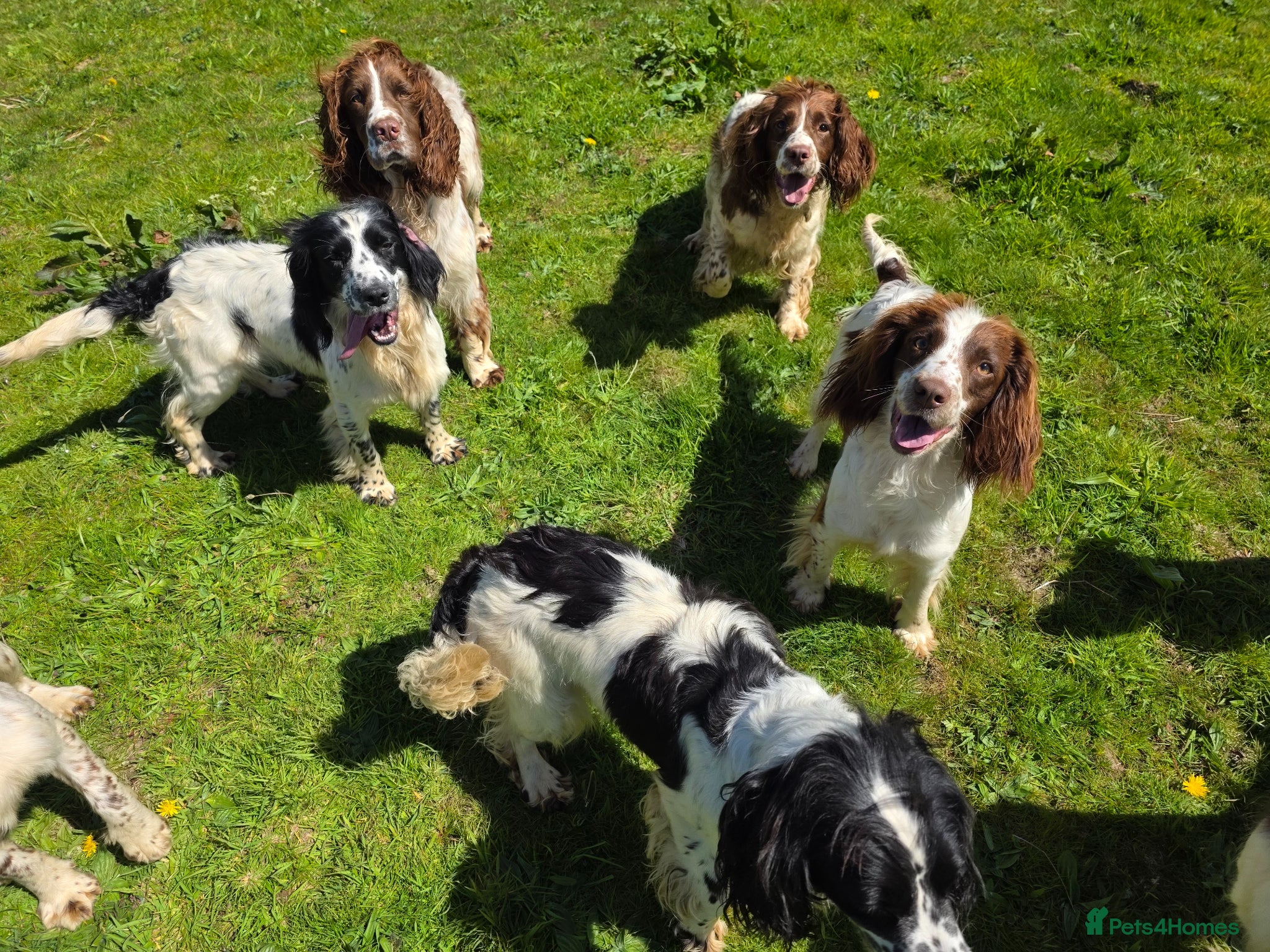 English Springer Spaniel dogs KC Home - Heath tested, Licensed Springer Pups⭐️ - Advert 1