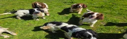 English Springer Spaniel dogs for sale: KC Home - Heath tested, Licensed Springer Pups⭐️ - Advert 1