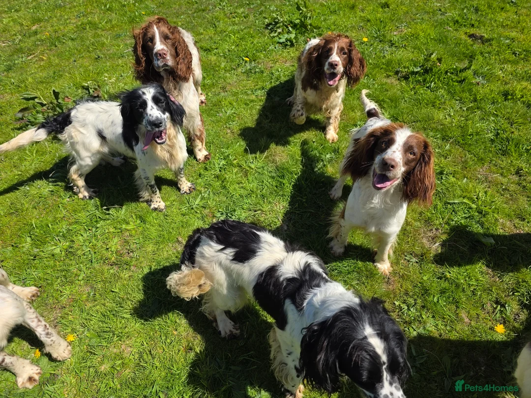 English Springer Spaniel dogs for sale: KC Home - Heath tested, Licensed Springer Pups⭐️ - Advert 1