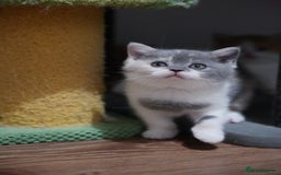 British Shorthair cats for sale: Registered champion bloodline BSH - Image 4