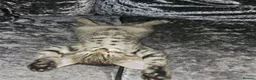 Bengal cats for sale: Girl kittens - Advert 10