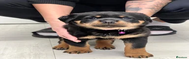 Rottweiler Girl - pink