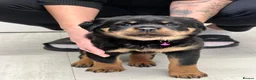 Rottweiler dogs for sale: ROTTWEILER PUPPIES "ready to go" - Advert 13