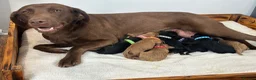 Labradoodle dogs for sale: Extensively Health Tested F1 Miniature Labradoodle - Advert 4