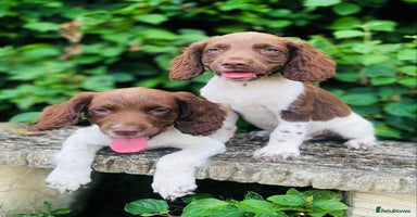 English Springer Spaniel dogs - Advert 16