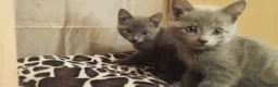 Russian Blue cats for sale: Russian Blue kittens  in Aberdeen - Advert 13