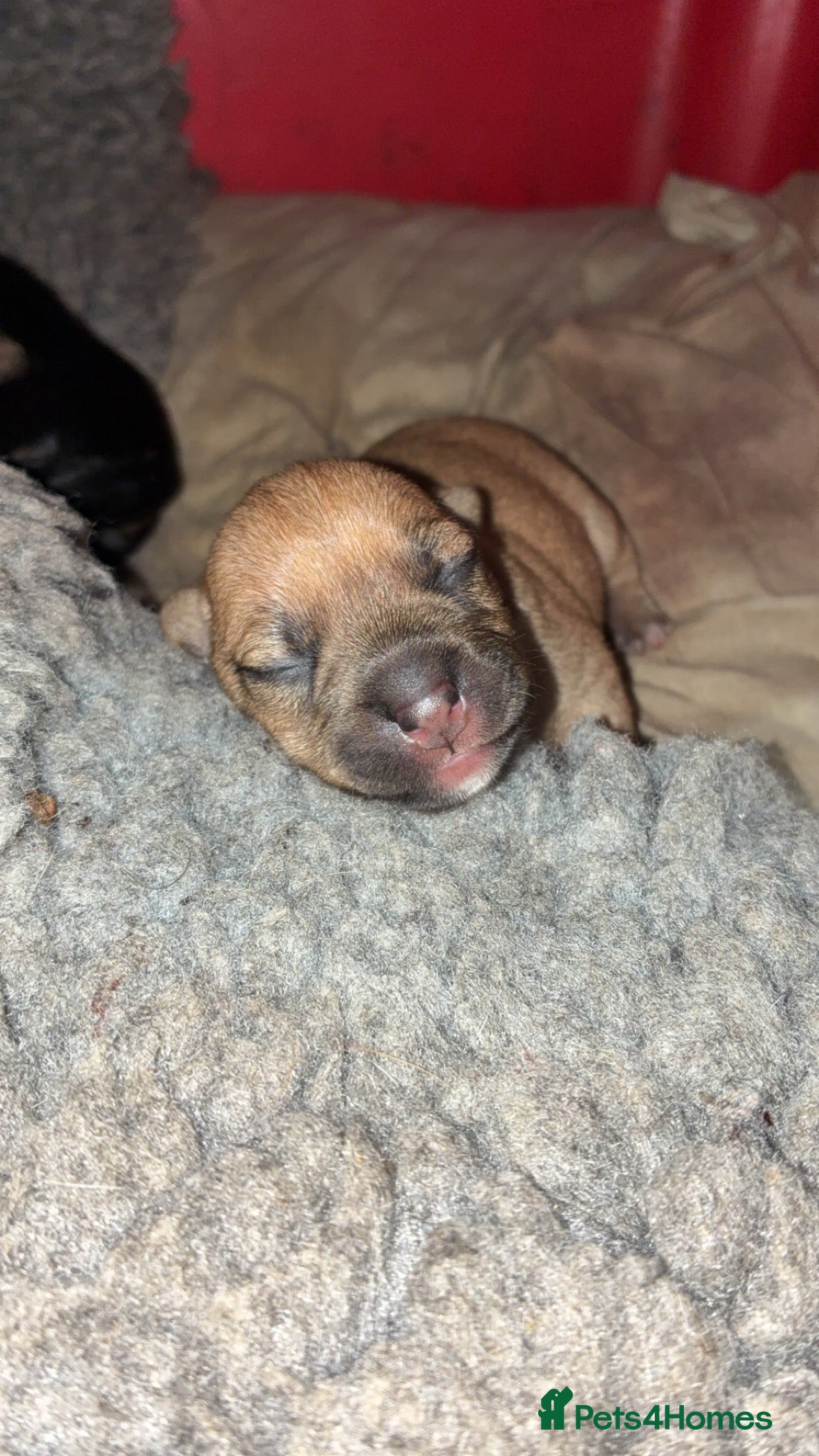 Jack Russell dogs Jack Russell pups  - Advert 11