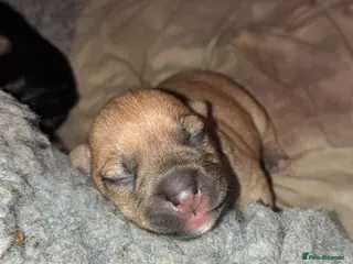 Jack Russell dogs Jack Russell pups - Advert 11