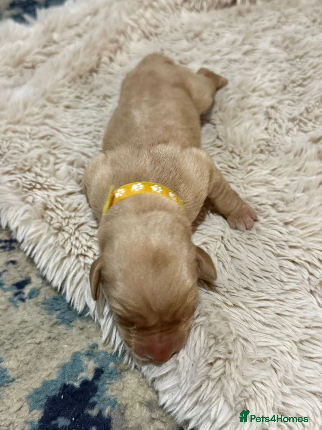 Labrador Retriever dogs for sale: Fox Red Labrador puppies for sale in Rotherham - Advert 22