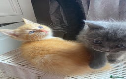 Ragdoll cats for sale: stunning ragdoll kittens - Image 18