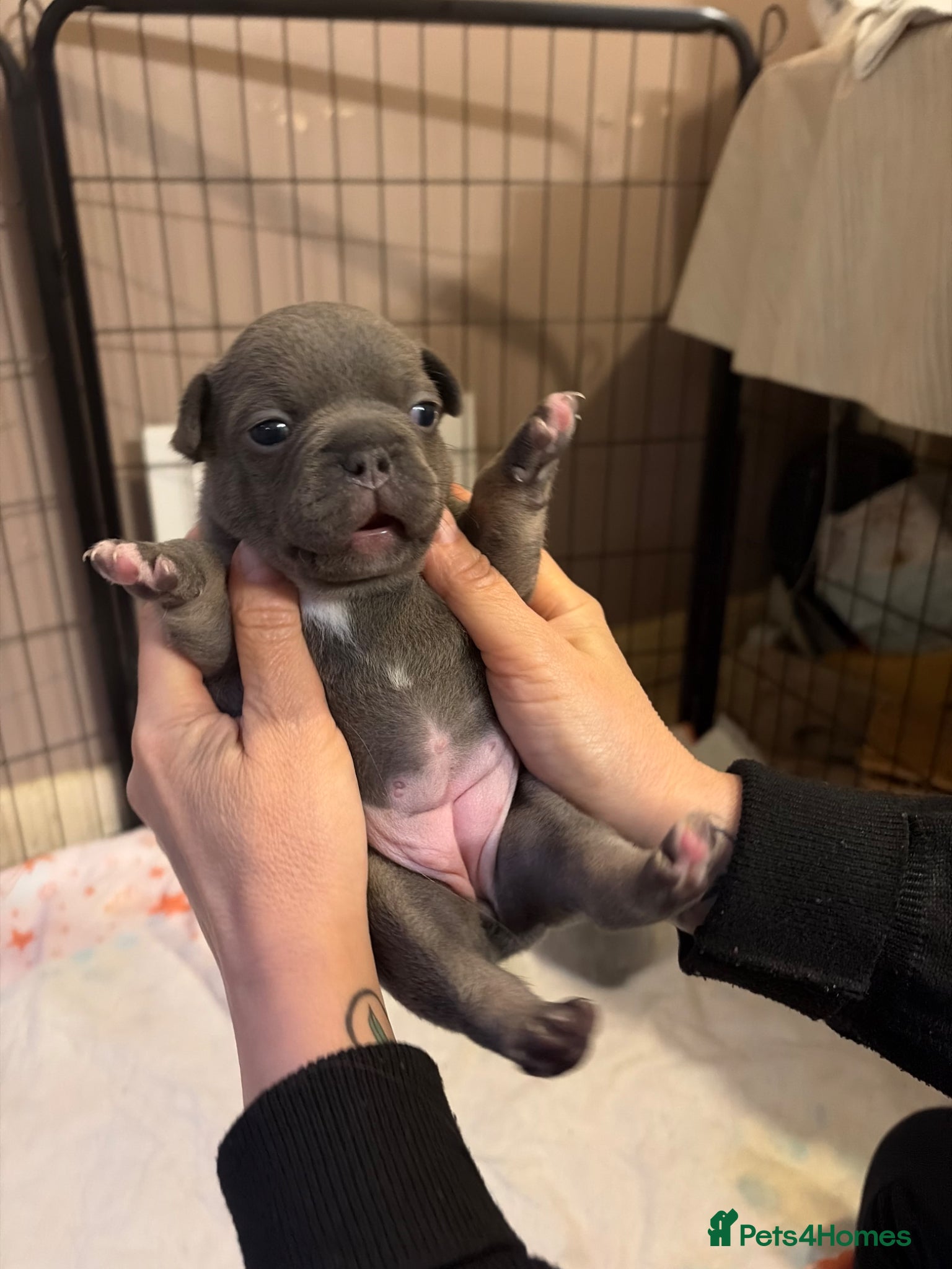 French Bulldog dogs for sale: French bulldog puppies  - Advert 16