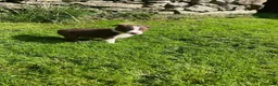 Border Collie dogs for sale: Border collies  - Advert 4