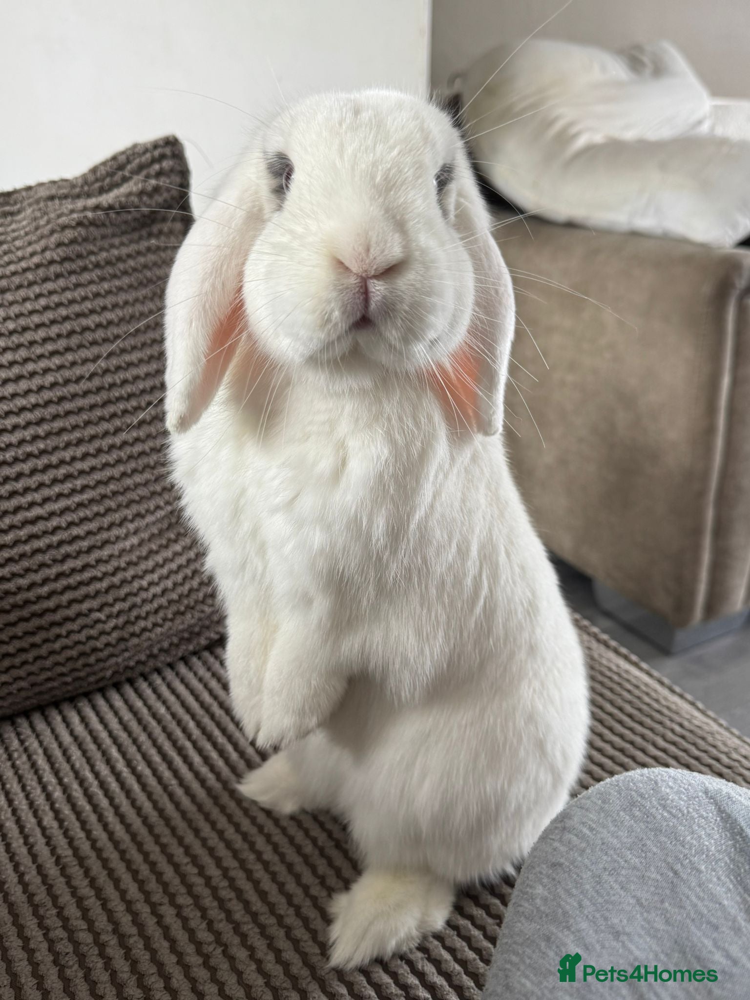 Mini Lop rabbits Male Holland lop bunny for sale - Advert 3