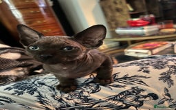 Sphynx cats for sale: Chocolate Canadian Sphynx boy - Advert 9