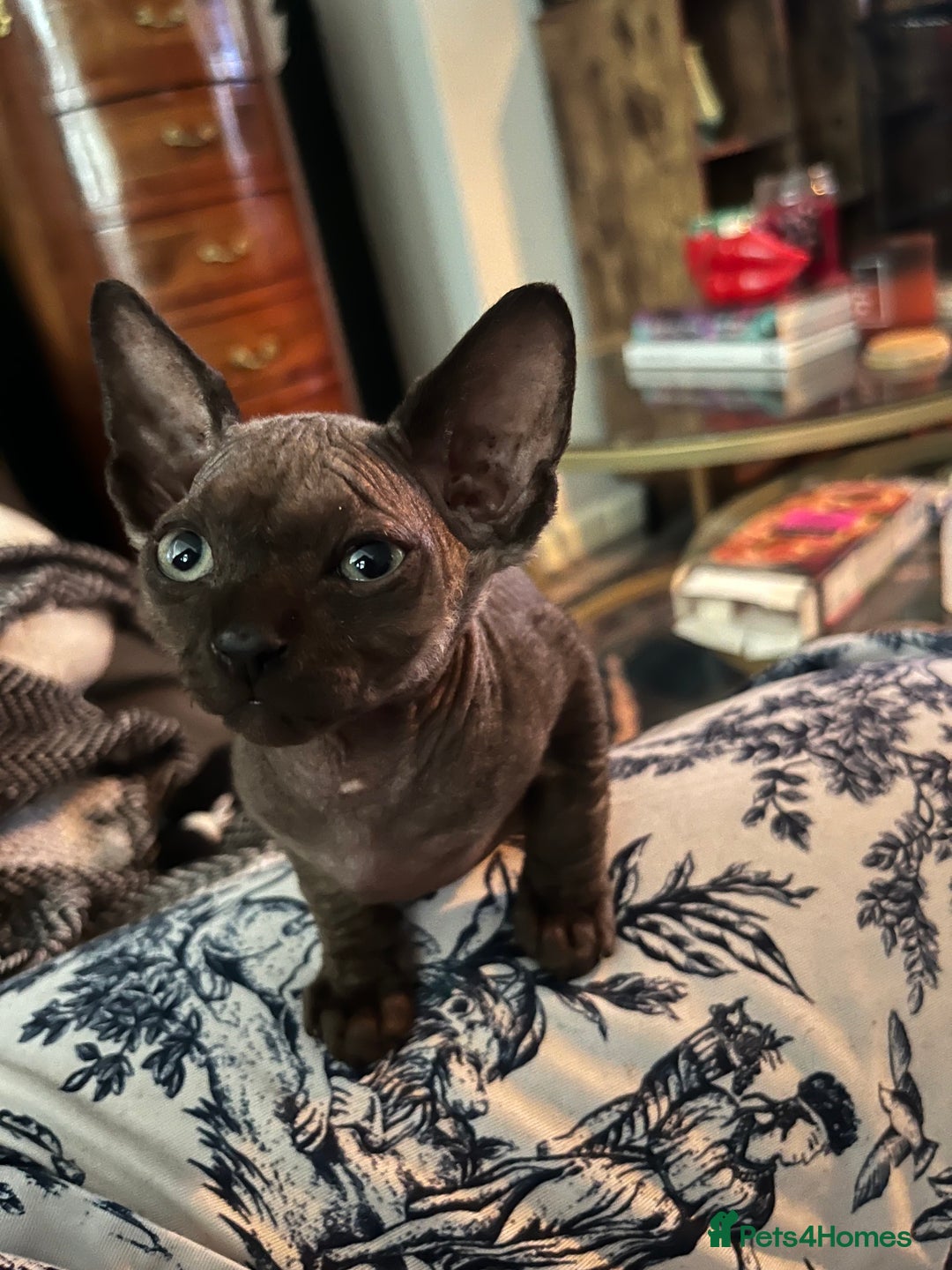 Sphynx cats for sale: Chocolate Canadian Sphynx boy - Advert 9