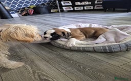 Boxer dogs for sale: KCR pups for sale  - Image 4