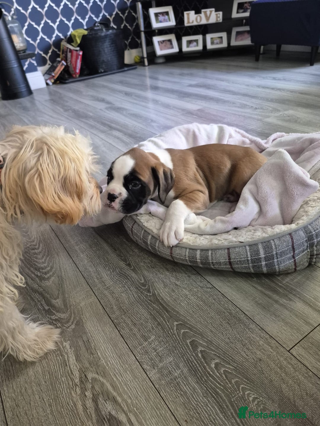 Boxer dogs for sale: KCR pups for sale  - Image 4