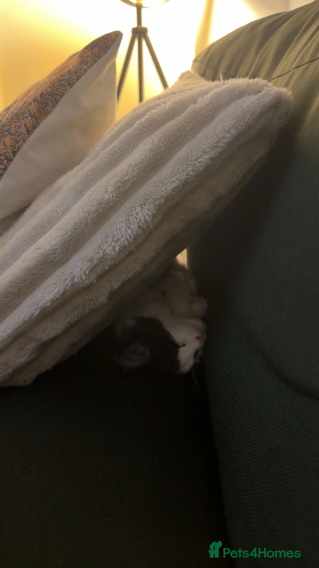 Turkish Angora cats for sale: Turkish angora in Leeds - Advert 2