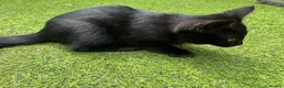 Mixed Breed cats for sale: Adorable kittens need a new place 🥰  - Advert 5