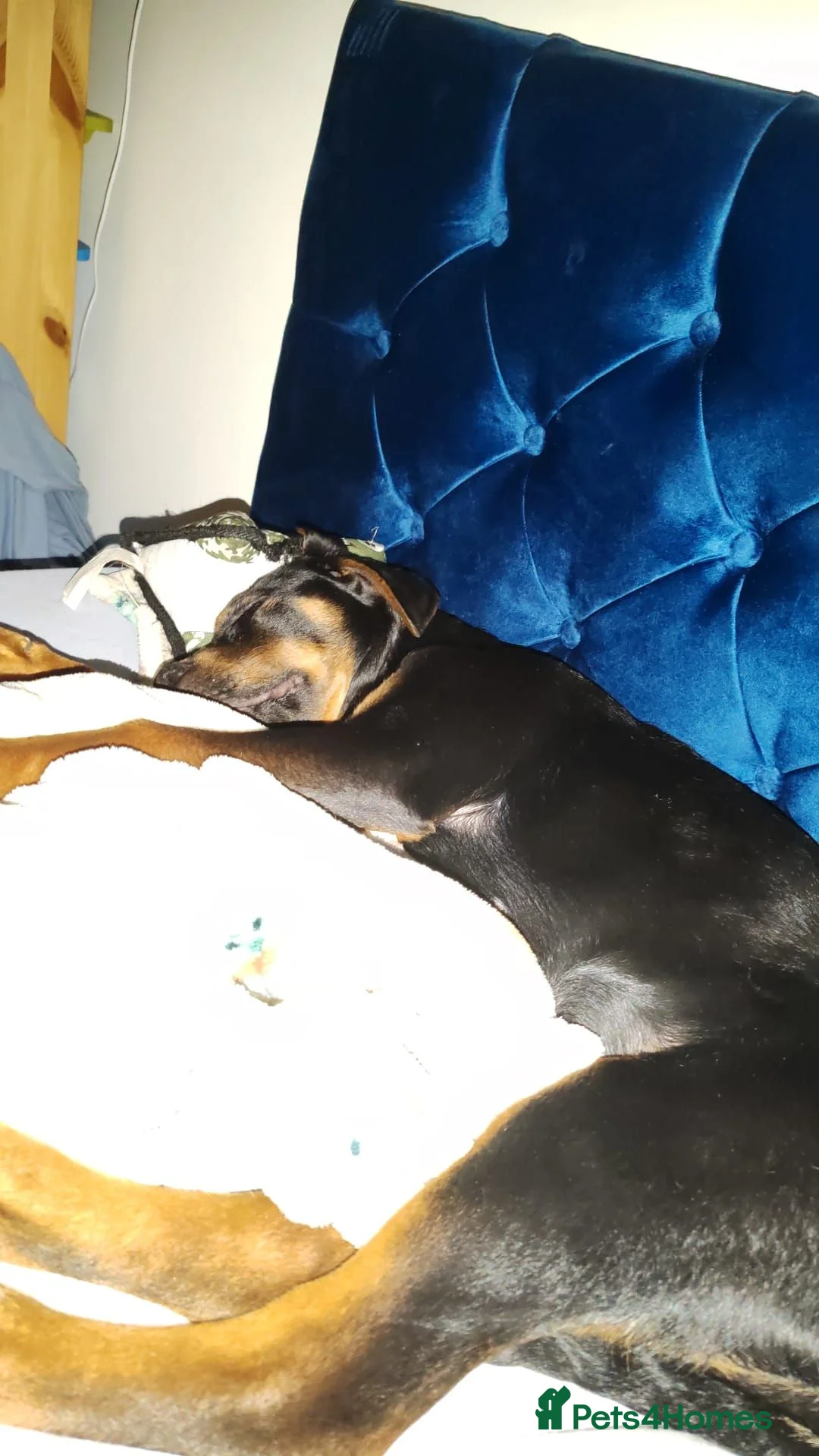 Rottweiler dogs for sale: Rottweiler cross bitch.  - Advert 2