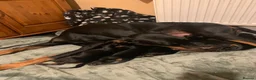 Dobermann dogs for sale: KC Registered Doberman puppies  - Advert 8