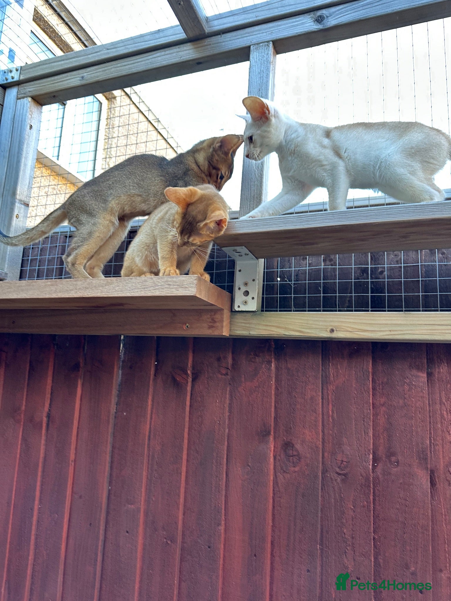Abyssinian cats Abyssinian kittens  - Advert 2