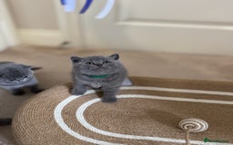 British Shorthair cats for sale: British Shorthair Blue Kittens - Image 6