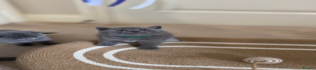 British Shorthair Kitten 3