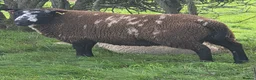 Sheep livestock for sale: Dutch Spotted x Texel Ram Lamb x2 - Advert 4