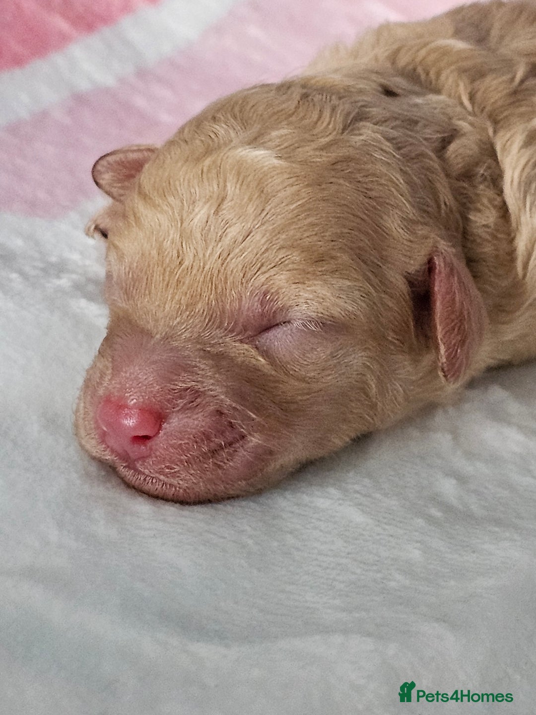 Miniature Poodle dogs for sale: Very well bred, health tested parents  - Image 8