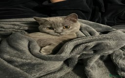 British Shorthair cats for sale: Adorable British Shorthair Kitten (Forever Home) - Image 2