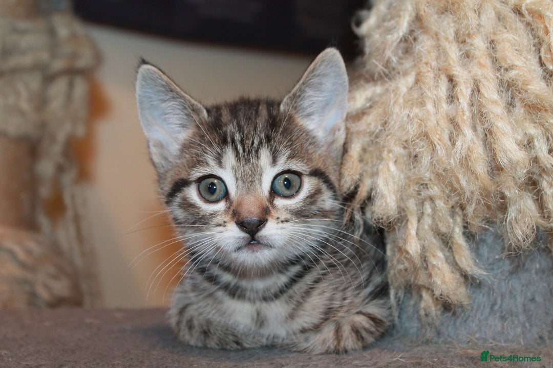 Bengal cats for sale: Adorable, affectionate, so cute kittens for sale!! - Image 1