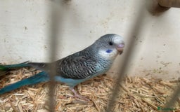 Budgerigars birds for sale: Budgies for sale, black wings, all in good health  - Image 3