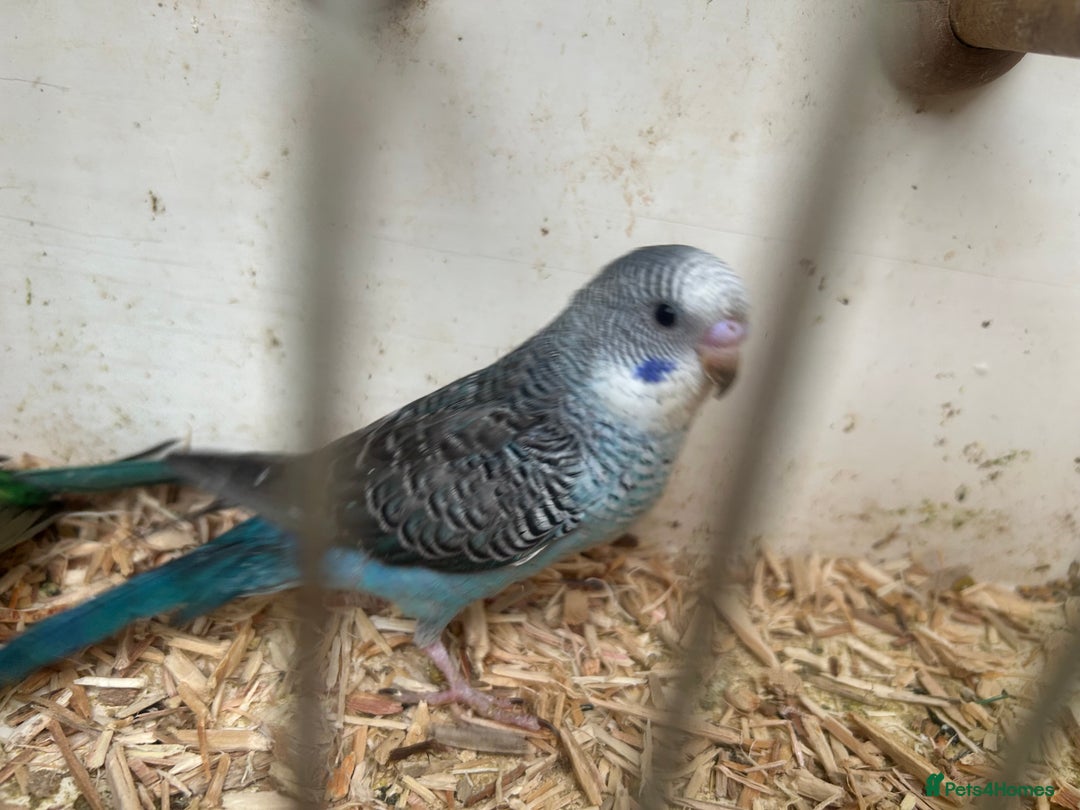 Budgerigars birds for sale: Budgies for sale, black wings, all in good health  - Image 3